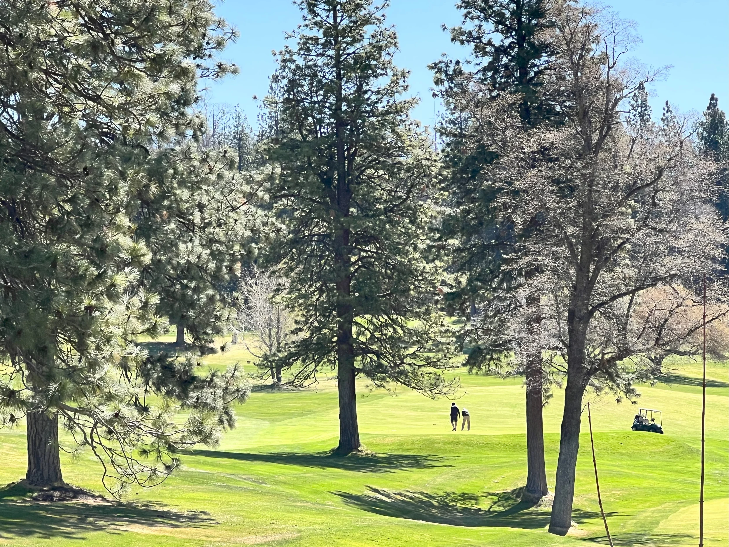 golf course in pine trees