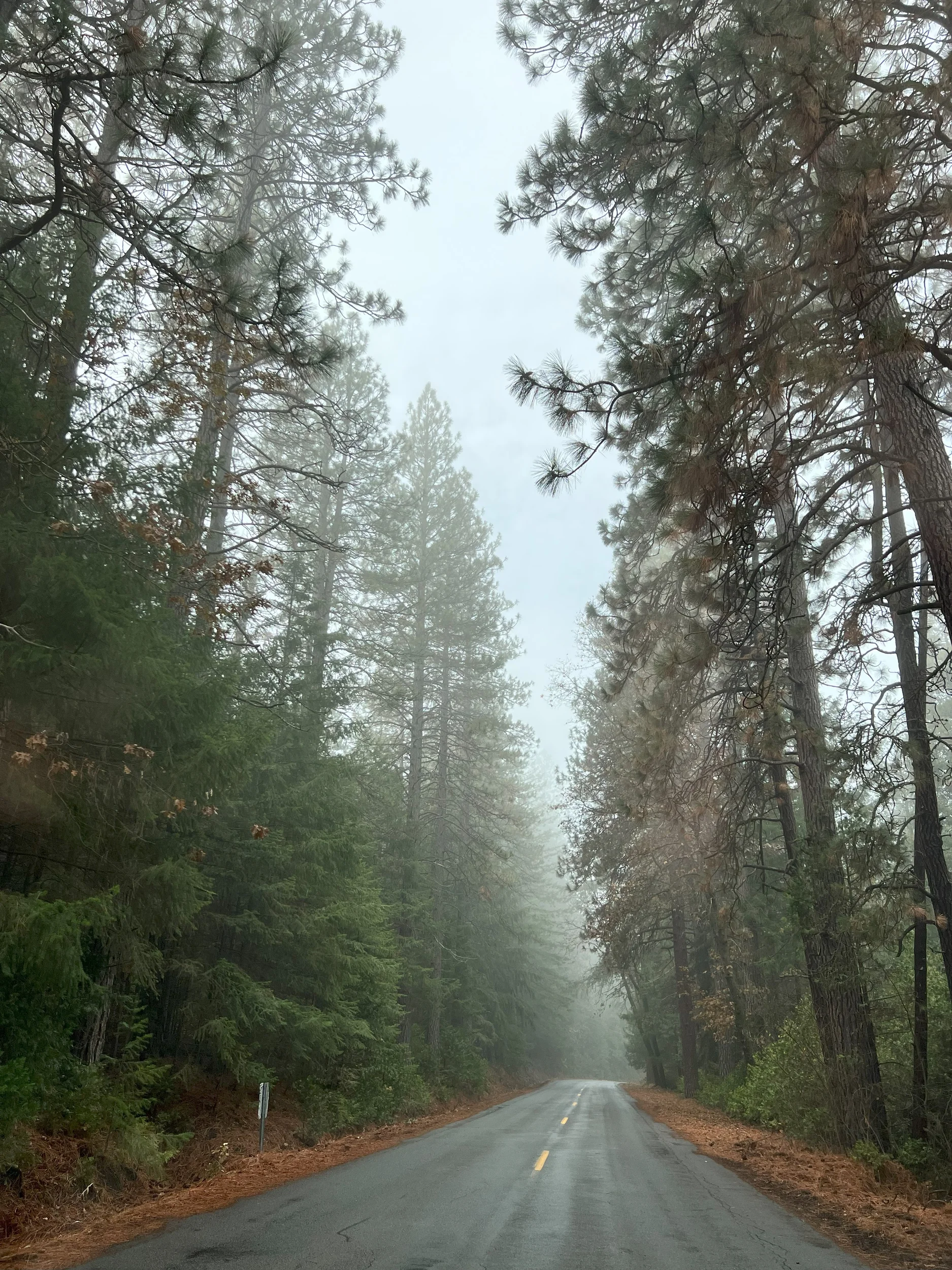 foggy road through forest